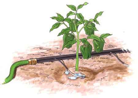 果树滴灌|果树喷灌|果树小管出流|果树涌泉灌|果树节水灌溉