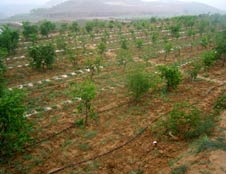 温室灌溉  大田灌溉